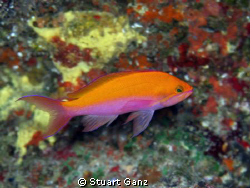 I photographed this beauty on a deep dive @ Makua drop off. by Stuart Ganz 